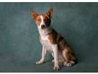 Adopt Tessa a Australian Cattle Dog / Blue Heeler