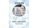 Adopt Iceman a Siberian Husky, Shepherd