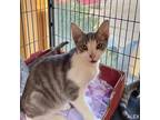 Adopt ALEX a Domestic Shorthair / Mixed (short coat) cat in Battle Creek