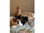 Adopt Mars & Moonpie a Domestic Short Hair