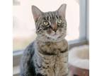 Adopt Eagan a Gray or Blue Domestic Shorthair / Mixed cat in Port Washington