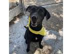 Adopt Carmen a Black Labrador Retriever / Mixed dog in Edinburg, TX (37741038)