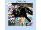 Adopt Dark Star a Domestic Short Hair