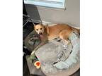 Adopt CHILI a Tan/Yellow/Fawn Golden Retriever / Mixed dog in Waco