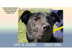 Adopt GREGOR a Black - with White Labrador Retriever / Mixed dog in Rogers