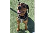 Adopt Otis a Rottweiler, Coonhound