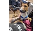 Adopt Bravo a Bull Terrier, Border Collie