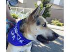 Adopt Chase a German Shepherd Dog, Siberian Husky