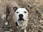 Adopt YONCE a Brown/Chocolate - with White American Pit Bull Terrier / Mixed dog