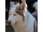 Adopt Liberace a Siberian Husky