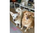 Adopt Cleo and Caliber a Shiba Inu