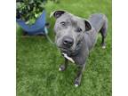 Adopt Amir a American Staffordshire Terrier, Mixed Breed