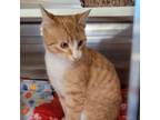 Adopt Citrus a Domestic Short Hair