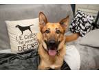 Adopt Mango a German Shepherd Dog