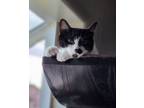 Adopt Fritz (Bonded Trio with Willow & Zia) a Domestic Short Hair