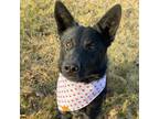 Adopt Titan a German Shepherd Dog, Australian Cattle Dog / Blue Heeler