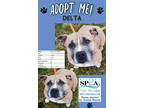 Adopt Delta a Tan/Yellow/Fawn American Pit Bull Terrier / Mixed dog in Niagara