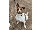 Adopt Turner a Tricolor (Tan/Brown & Black & White) Terrier (Unknown Type