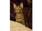 Adopt Edie a Gray, Blue or Silver Tabby Domestic Shorthair / Mixed (short coat)