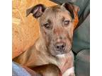 Adopt Graphite - Litter of 3 a Pit Bull Terrier dog in Norristown, PA (37742170)