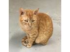 Adopt Margarine-Working Cat a Orange or Red Domestic Shorthair / Mixed cat in