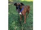 Adopt Bo a Boxer