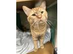 Adopt Steve a Orange or Red Domestic Shorthair / Domestic Shorthair / Mixed cat