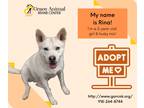Adopt Rina a White - with Black Husky / Labrador Retriever / Mixed dog in