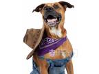 Adopt Nixie a Boxer / Shepherd (Unknown Type) dog in Denver, CO (35228424)