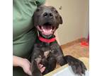 Adopt Jake a Staffordshire Bull Terrier
