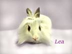 Adopt Lea a White Lionhead / Mixed (short coat) rabbit in Harrisburg