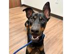 Adopt Dobby a Black Doberman Pinscher / Mixed Breed (Large) / Mixed dog in