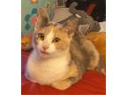 Adopt Luna a Calico or Dilute Calico Calico (short coat) cat in El cerrito