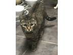 Adopt Stranger a Gray, Blue or Silver Tabby Domestic Shorthair / Mixed cat in