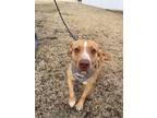 Adopt Thor a Tan/Yellow/Fawn - with White American Pit Bull Terrier / American