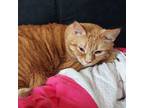 Adopt Ollie a Domestic Short Hair