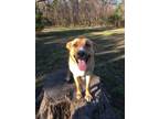 Adopt Duke a Black Mouth Cur