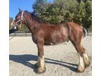 Nice Clydesdale gelding