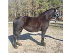 Black draft cross mare