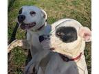Adopt Nelson a Dogo Argentino, Mixed Breed