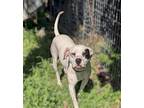 Adopt Willie a Dogo Argentino, Mixed Breed