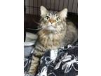 Adopt Barney a Brown or Chocolate Domestic Longhair / Domestic Shorthair / Mixed