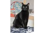 Adopt Tudi a All Black Domestic Shorthair / Domestic Shorthair / Mixed cat in