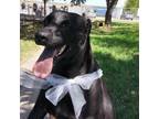 Adopt Hollie a Black Pit Bull Terrier / Mixed dog in Edinburg, TX (35330244)
