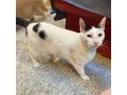 Adopt Snowy aka Spoot a White Domestic Shorthair / Mixed cat in Greenfield