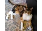 Adopt Lyra- Bonded to Luna a Calico or Dilute Calico Domestic Shorthair / Mixed