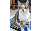 Adopt Xavier a Gray, Blue or Silver Tabby Domestic Shorthair (short coat) cat in