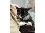Adopt Camille a All Black Domestic Shorthair / Domestic Shorthair / Mixed cat in
