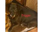 Adopt Trigger a Jack Russell Terrier, Dachshund