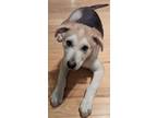 Adopt Pugsley a Husky, German Shepherd Dog